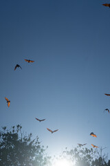Flying bats silhouetted against a clear twilight sky.