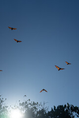 Bats silhouetted against a clear blue sky at dusk.