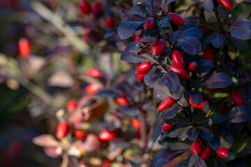 Barberry (Berberis vulgaris) branch fresh ripe berries natural green background Berberis thunbergii...