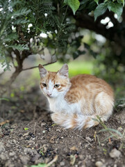 street cat walks lies down resting. High quality photo