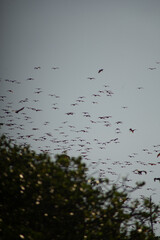 A flock of birds flying across the sky above the trees.