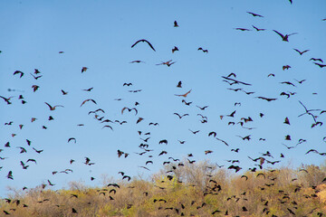 A flock of birds fills the sky, silhouetted against the blue backdrop.