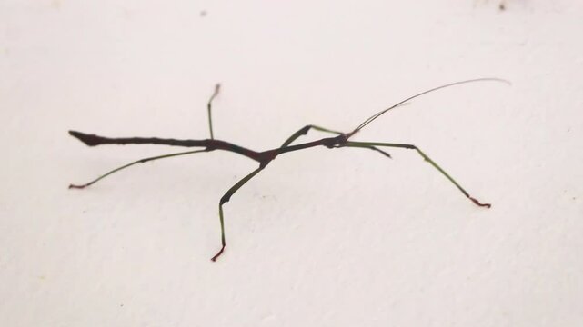Walking Stick Phasmatodea insect on white wall Krabi Thailand.