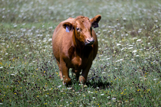 Large red cattle with two ear tags walking in a field of wildflowers on a farm on Amherst Island Ontario Canada
