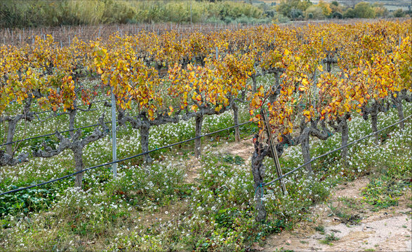 Vines in the mountains of the Priorat region of Spain with irregation pipes attached