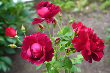 Dark red rose flowers on a green bush. A beautiful rose in the garden.