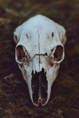 Obraz premium A white animal skull sits atop a lush green field, evoking a sense of serenity and nature