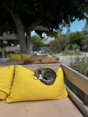 street cat walks lies down resting. High quality photo