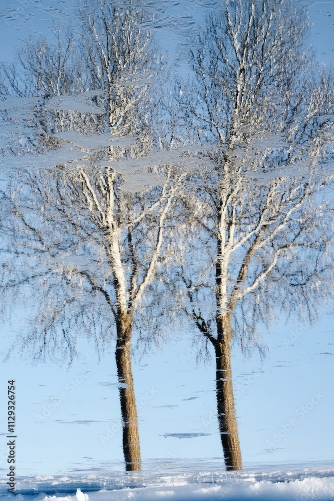 Poster a scene with two trees covered in snow, perfect for winter-themed images