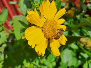 bee on yellow flower