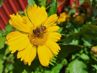 bee on yellow flower