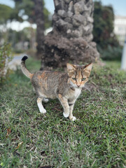 street cat walks lies down resting. High quality photo