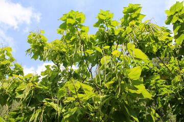 Catalpa with pods and leaves