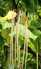 Catalpa with pods and leaves