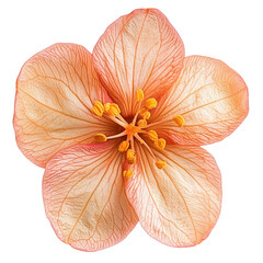 A beautiful green flower isolated on a transparent background