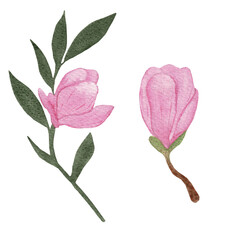 Pink magnolia. Collection magnolia flowers on an isolated white background, watercolor floral design elements.  Flowers set with Magnolia flowers. Pink flower