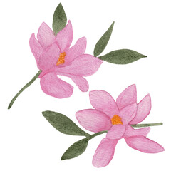 Pink magnolia. Collection magnolia flowers on an isolated white background, watercolor floral design elements.  Flowers set with Magnolia flowers. Pink flower