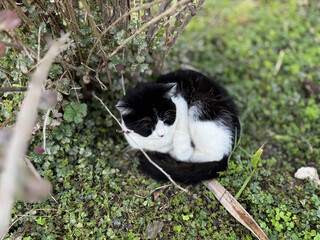 Naklejka premium street cat walks lies down resting. High quality photo