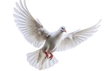 Fototapeta premium A beautiful white dove spreads its wings while flying through the air