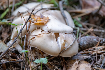 Clitocybe nebularis commonly known as the clouded agaric under autumn leaves