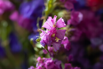 Dried flowers. Dried wild flowers
