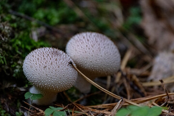 Mushrooms, lycoperdon perlatum on the forest floor