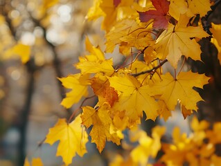 Season of beautiful autumn leaves. Nature