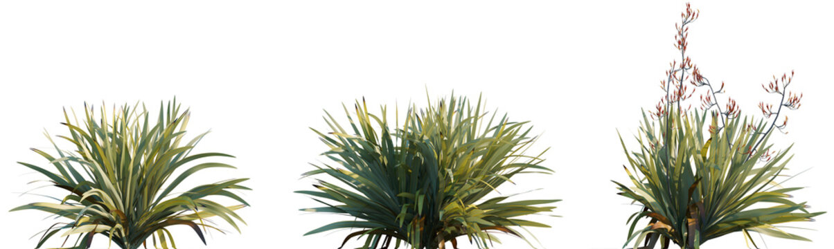 Phormium tenax (New Zealand Flax) grass isolated png on a transparent background premium cutout high resolution 