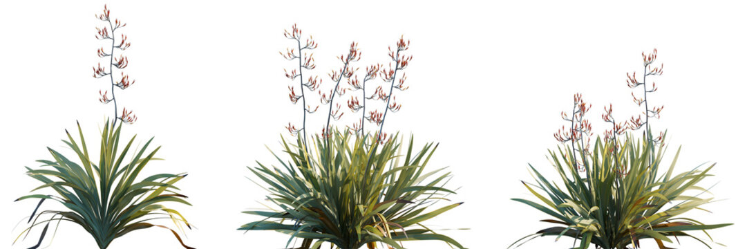 Phormium tenax (New Zealand Flax) grass isolated png on a transparent background premium cutout high resolution 