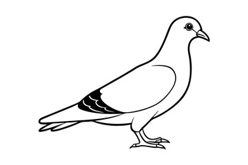 Pigeon Line Art Vector Illustration