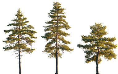 Pinus sylvestris tree big tall isolated png on a transparent background premium cutout in sunset light (Pine, Pinaceae, Baltic Pine, fir, scotch pine)