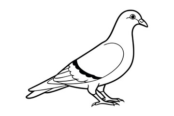 Pigeon Line Art Vector Illustration