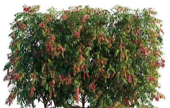 Syzygium Cascade (Cascading Lilly Pilly) large long shrub with weeping foliage frontal big bush isolated png on a transparent background premium cutout 