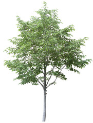 Obraz premium tree isolated