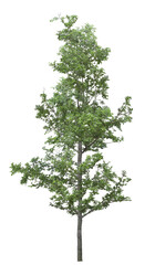 tree isolated on white background