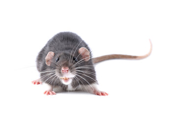 One cute small rat on white background