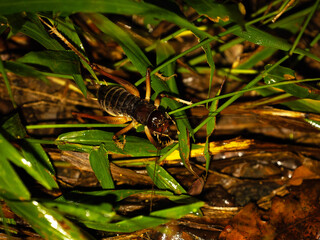 Anostostoma opacum ( Giant King Cricket ) at Wollumbin National Park.