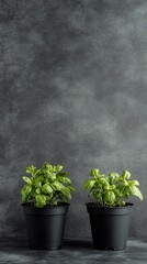 Cute basil plants growing in terracotta pots on a textured surface