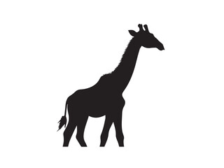 Giraffe silhouette isolated on white. Vector illustration. Giraffe Silhouette. Animal silhouette. 