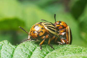 Agricultural pest Colorado potato beetle eats potato leaves