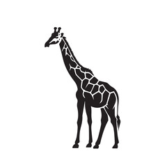 Giraffe silhouette isolated on white. Vector illustration. Giraffe Silhouette. Animal silhouette. 