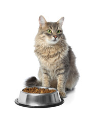 Cute cat near feeding bowl with dry pet food on white background