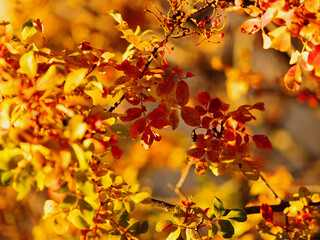 Golden leaves of trees in autumn against a bright blue sky on a sunny day in autumn at sunset waving on breeze. Closeup details. Beautiful autumn background. Pula, Croatia - December 1, 2024