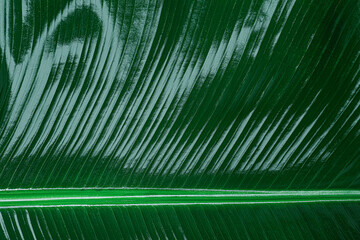 Fresh green banana leaf as background, closeup