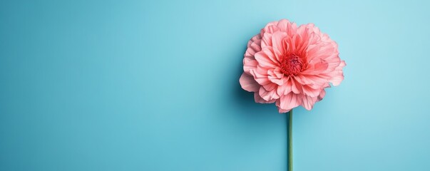 Pink Blossom on Calm Blue Background, Generative AI