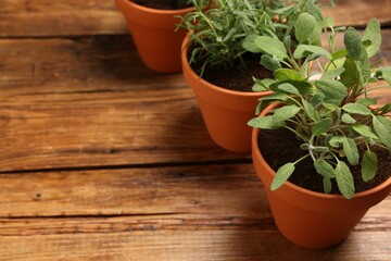 Potted aromatic herbs on wooden table, closeup. Space for text
