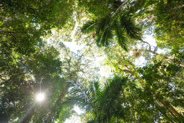 Fototapeta premium Lamington-Nationalpark tropical Rainforest. Deep in the Jungle of Queensland Australia.