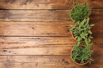 Potted aromatic herbs on wooden table, top view. Space for text