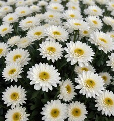 Dense cluster of unopened white chrysanthemum buds against stark black , white chrysanthemum,  flowers,  botany