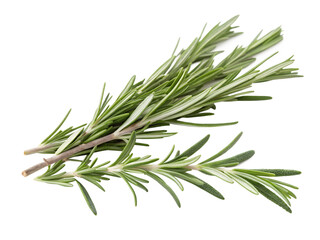 A close-up of fresh rosemary sprigs against a transparent background. The vibrant green needles stand out sharply, emphasizing the herb's natural texture and aromatic qualities.
